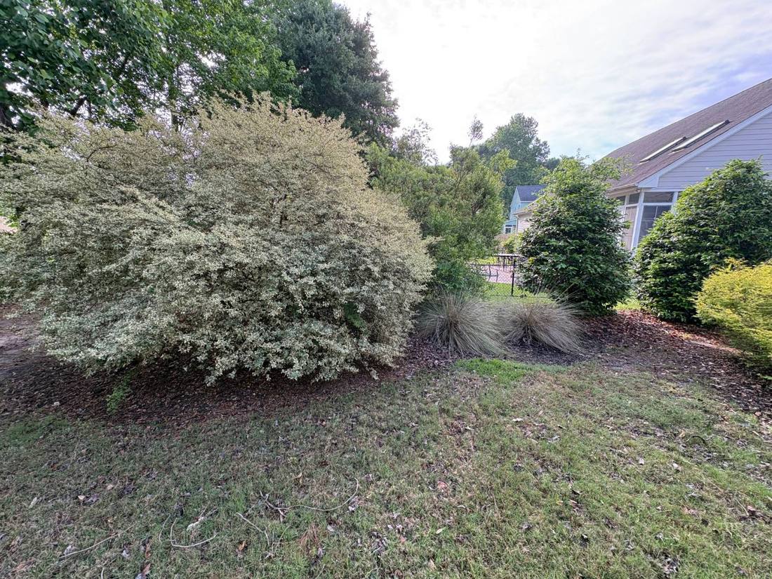 Shrub bed with faded mulch and the edge grown over