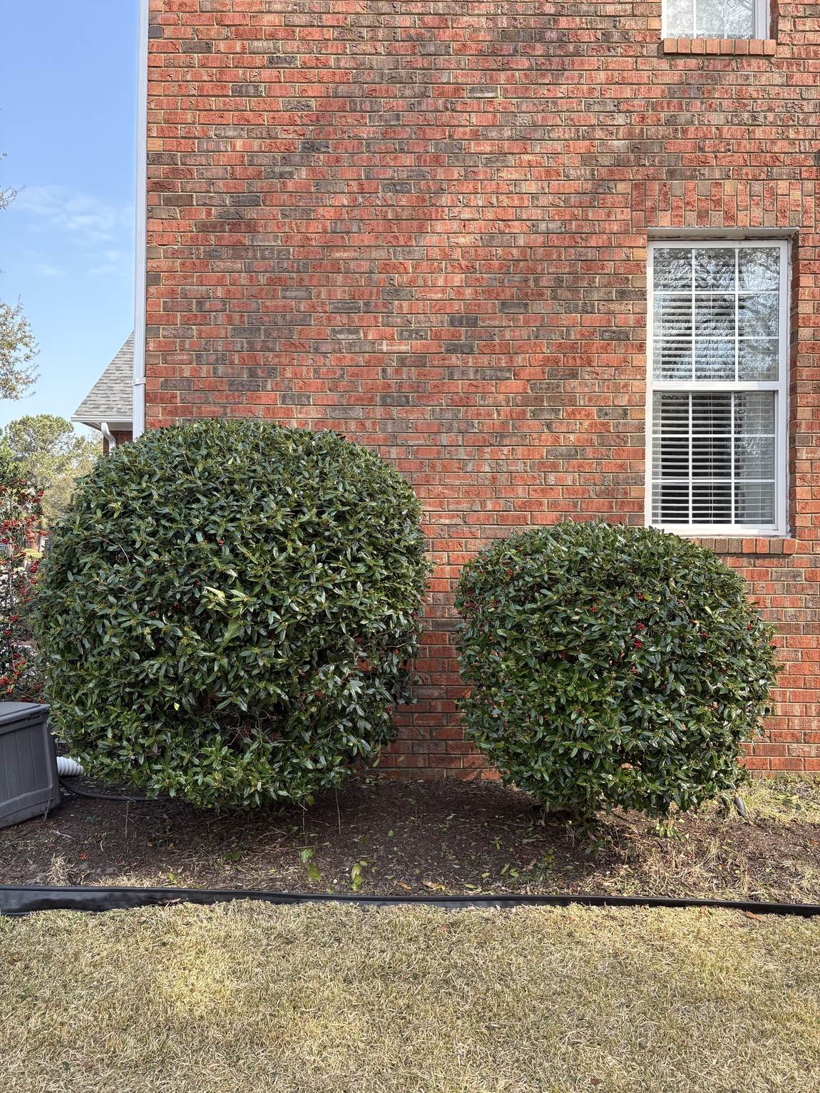 Rounded shrub trimmed back off a brick wall