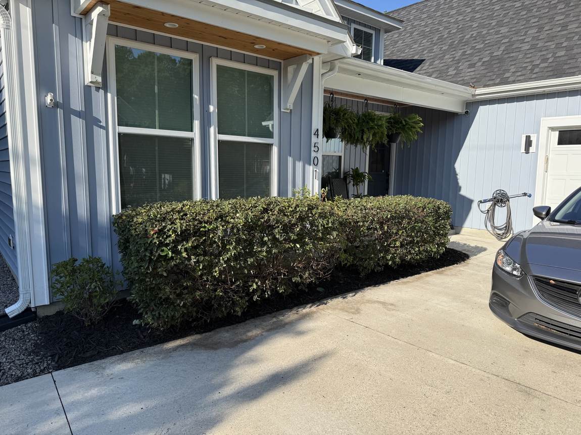 Square-cut hedge running along a driveway
