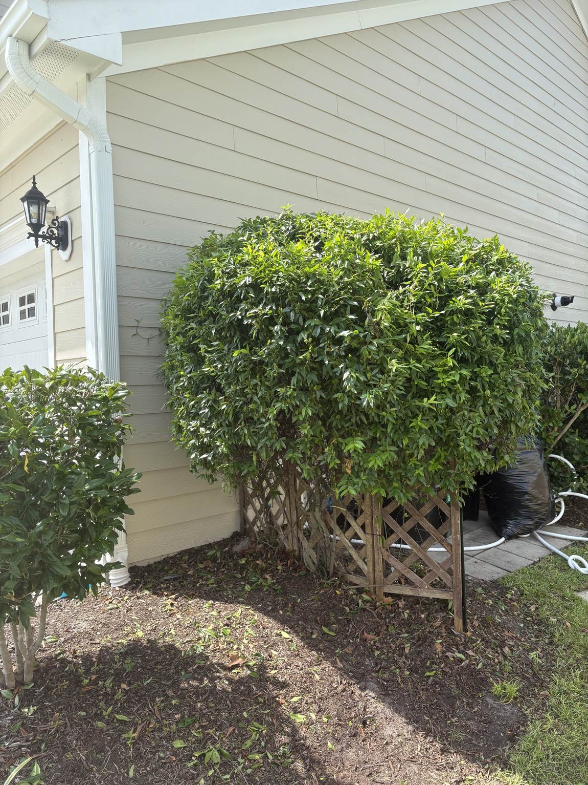 Shrub shaped into a clean round form at a house corner