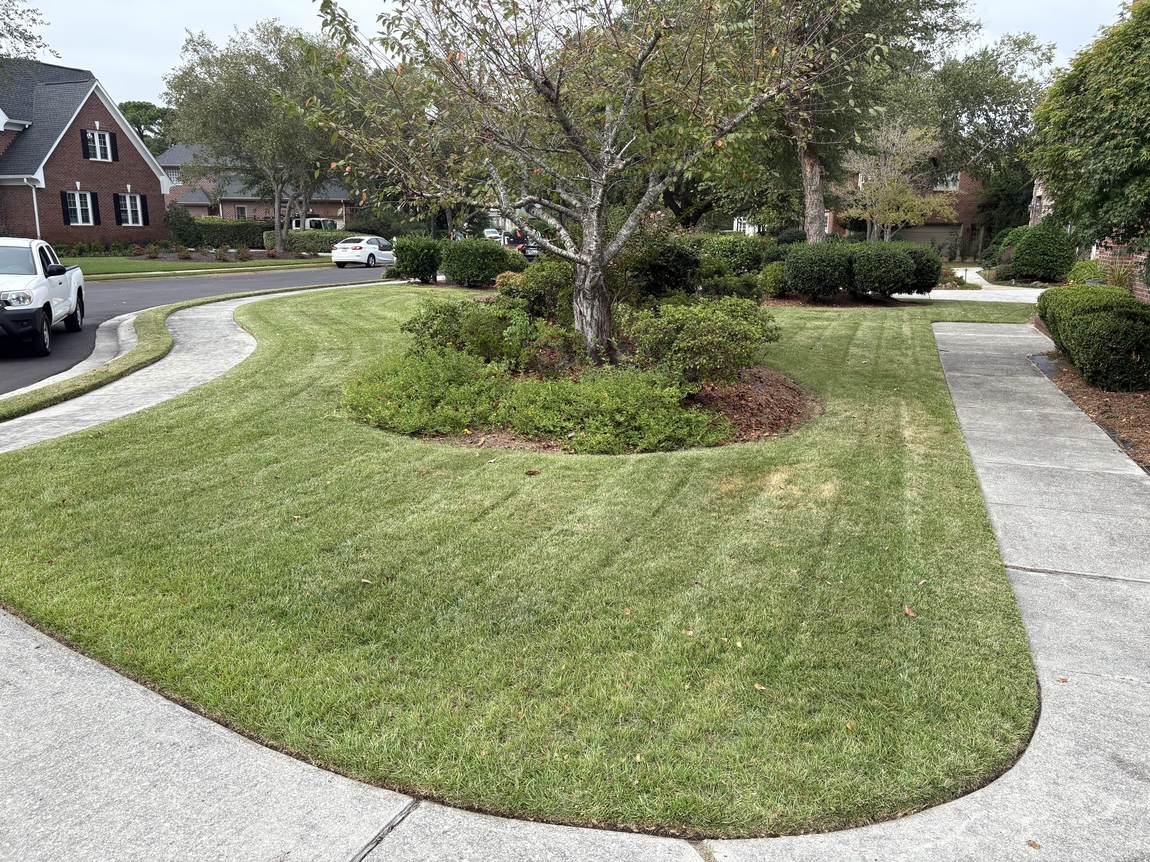 Shrubs shaped around a tree island with a cut bed edge