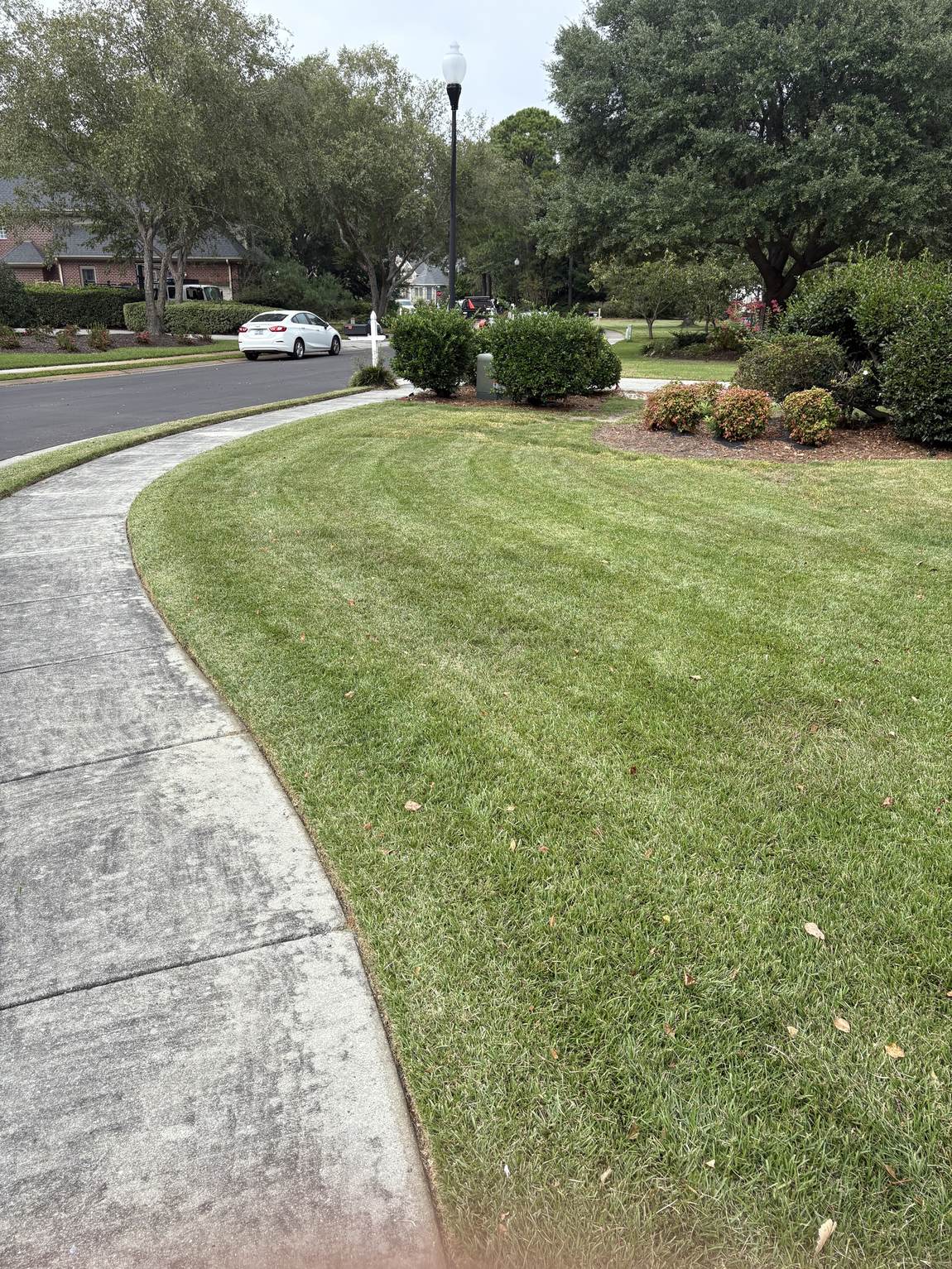 Shaped shrubs along a front walk