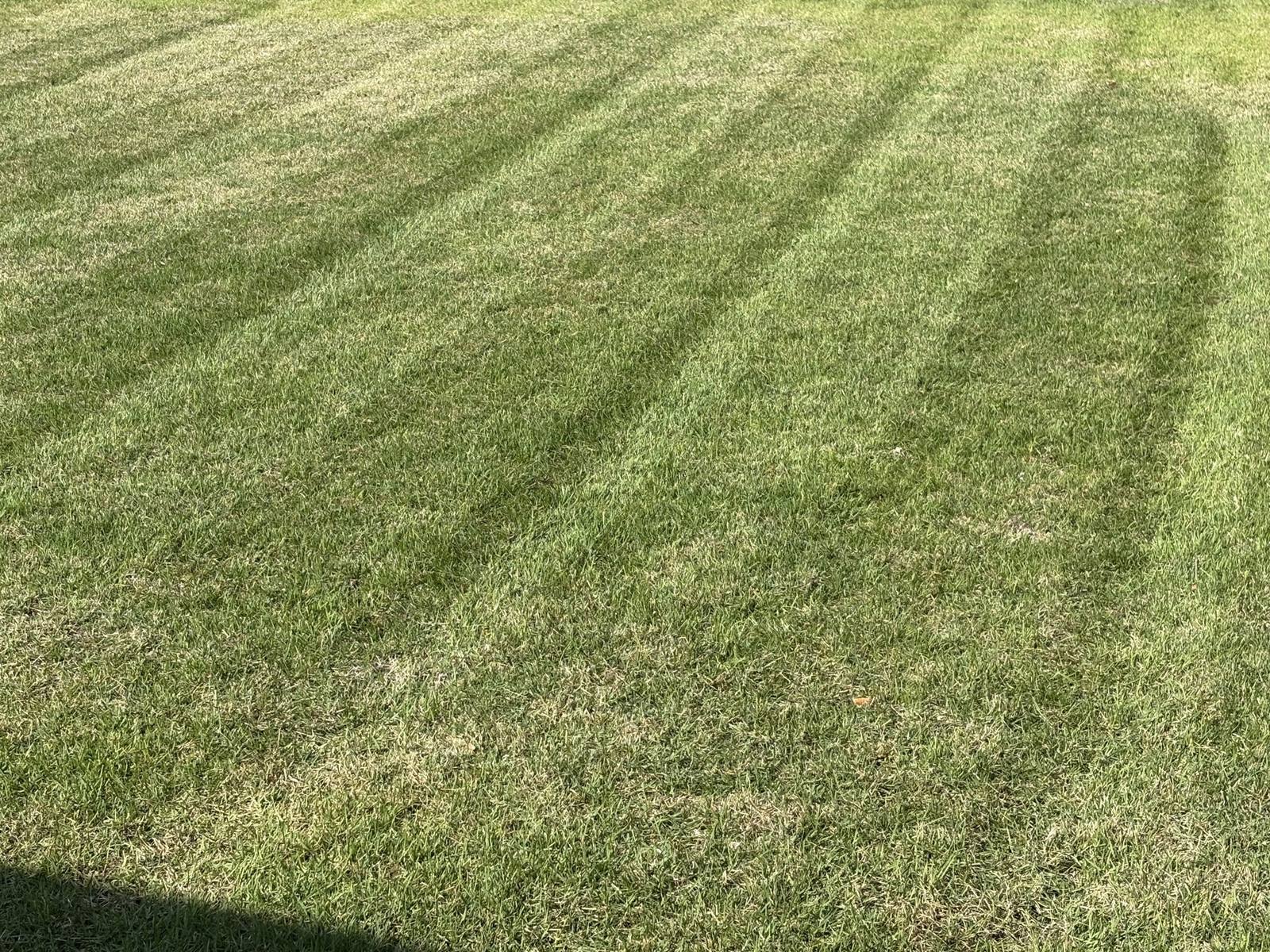 Deep dark mowing stripes across a back lawn