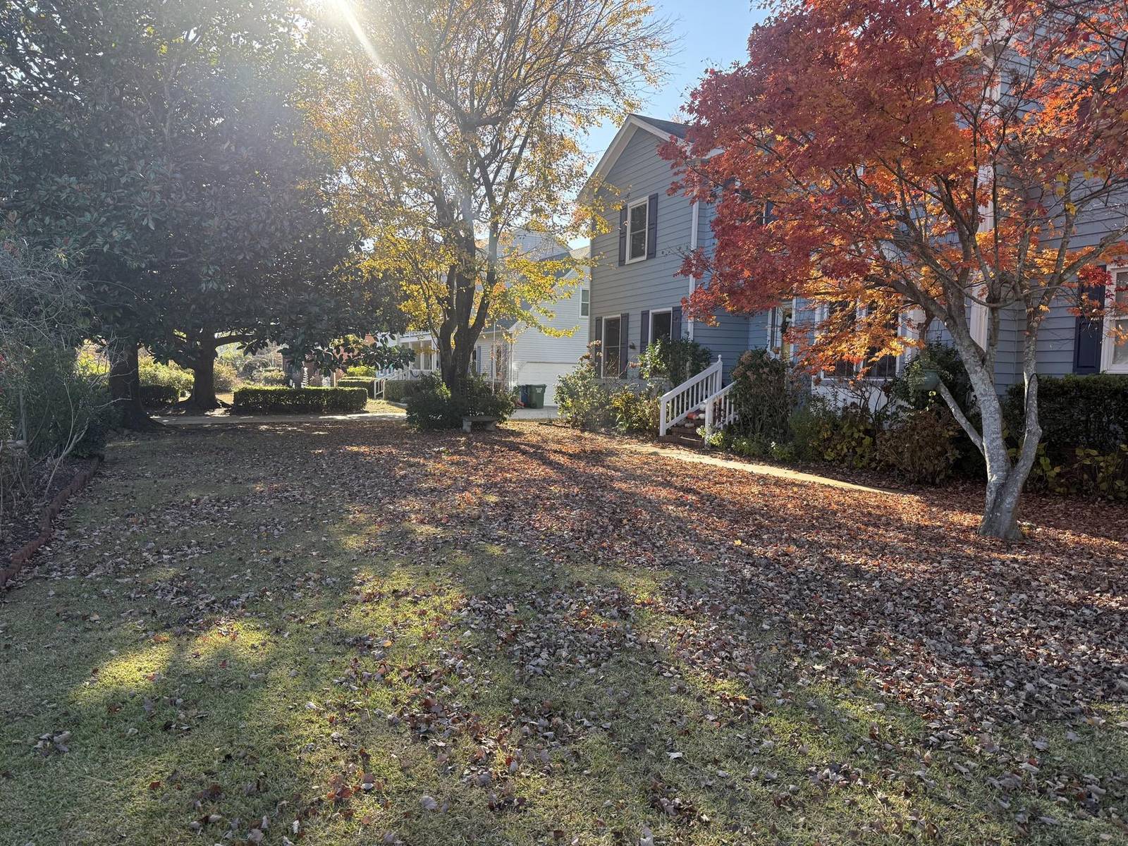 Red maple in full colour over a cleared lawn