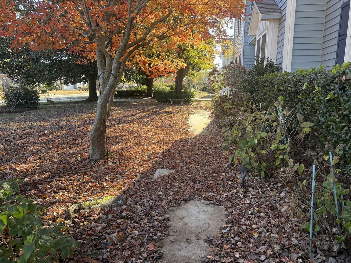 Orange maple over a walkway cleared of leaves