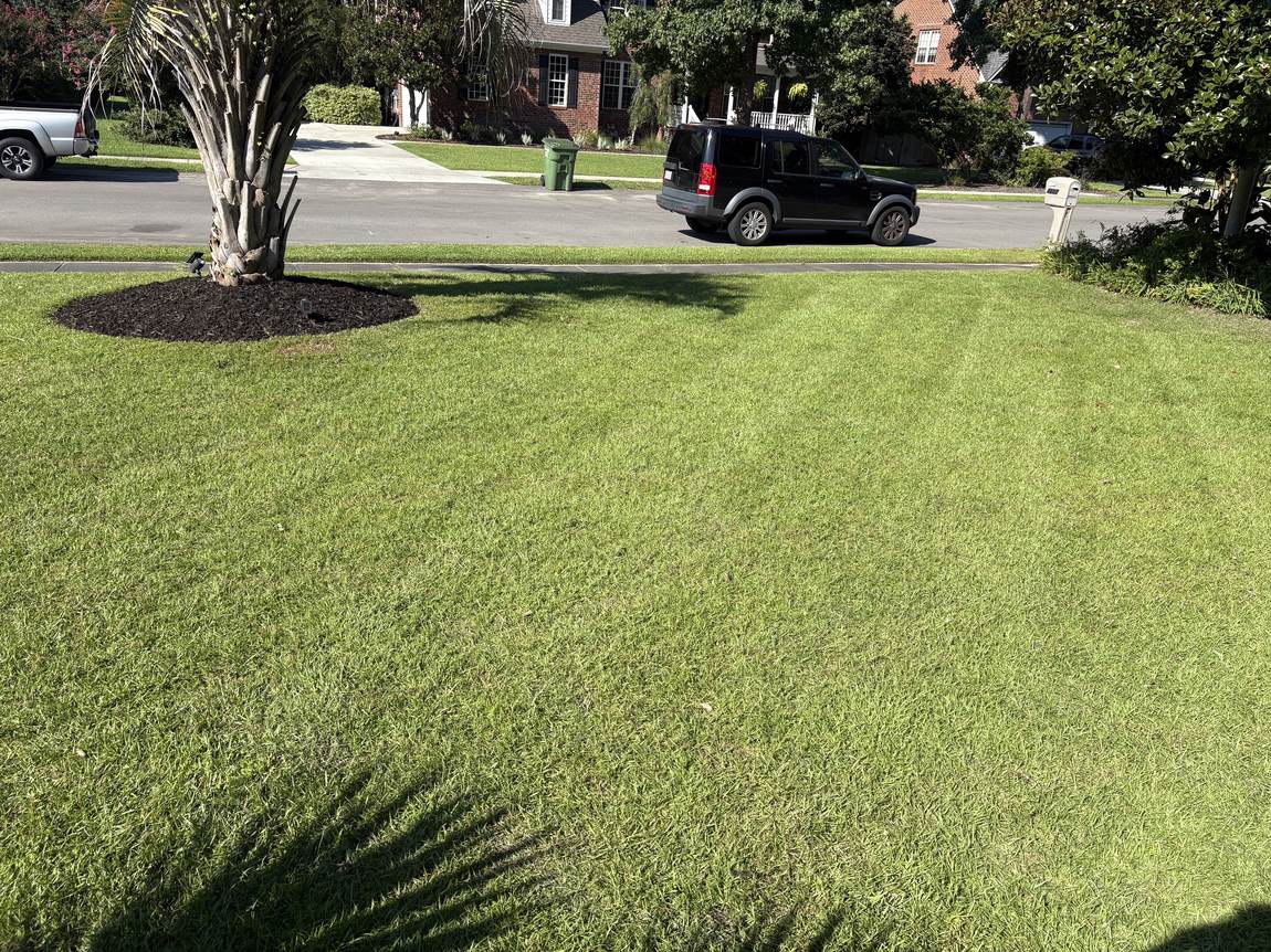 Fresh dark mulch ring cut around a street tree