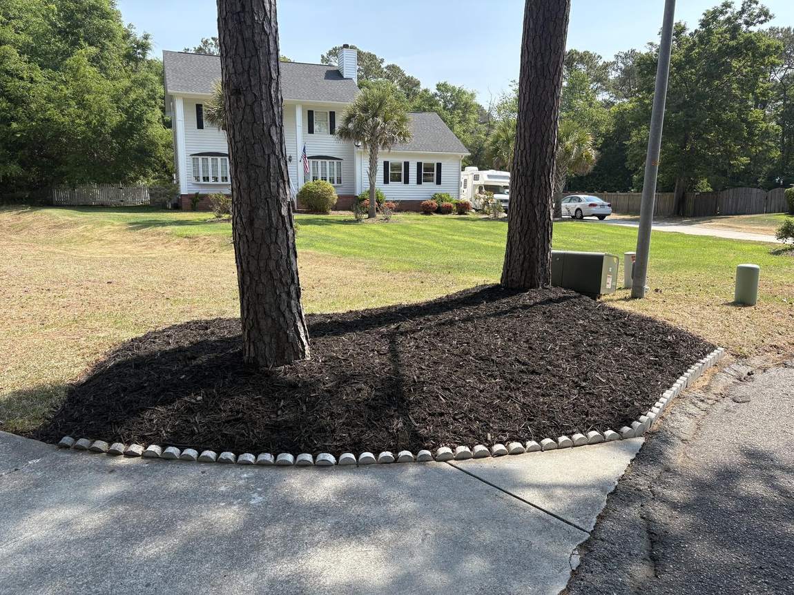 Fresh mulch ring around a mature tree